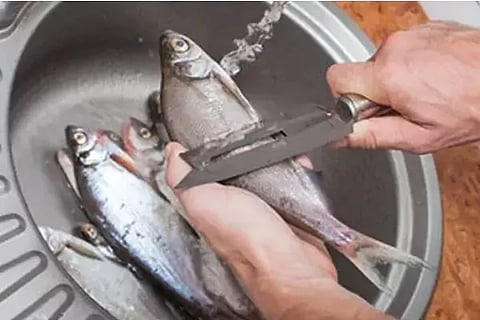 Fish