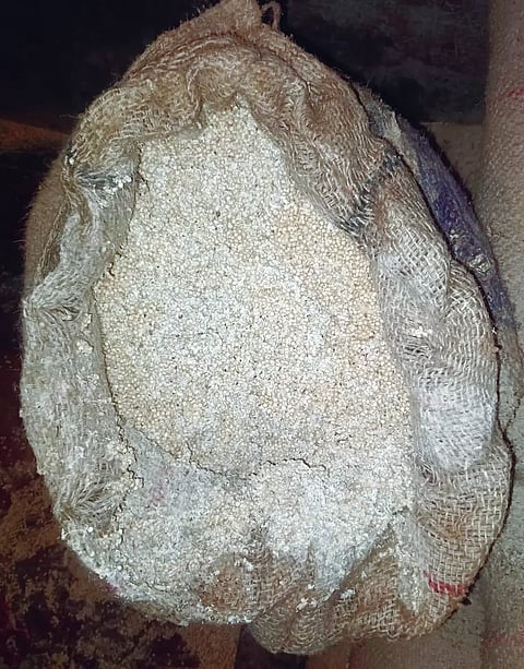 haveri Corn