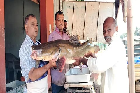 nrp fish