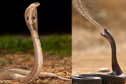 Snake Bite