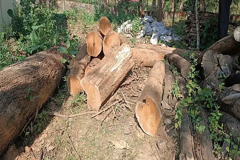 tree