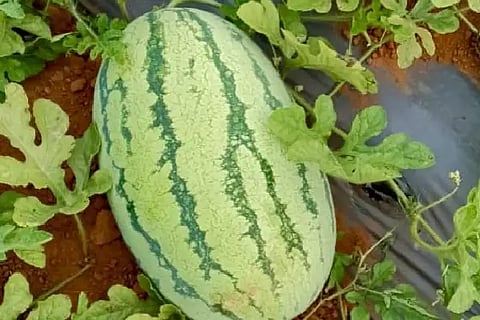 watermelon