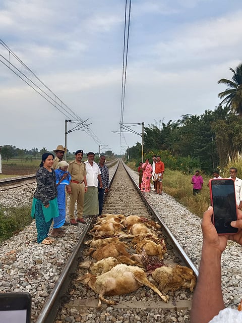 17 sheep killed by train Mandya