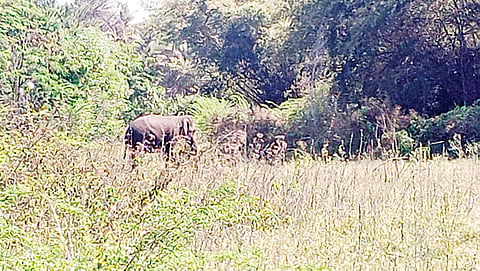 MDR Elephant