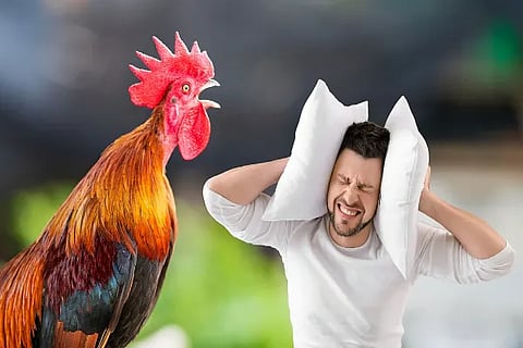 Rooster Story