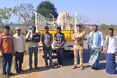 Two cattle thieves arrested