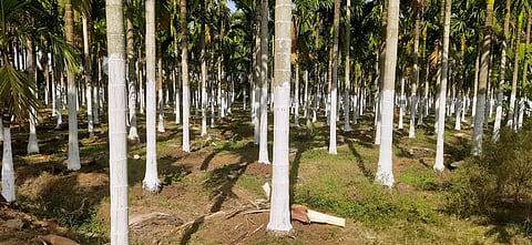 areca nut crop