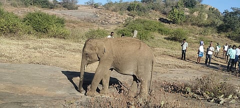 elephant