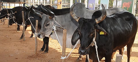 Be concerned about the health of livestock during summer