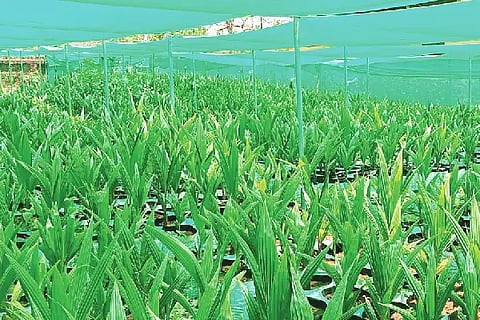 Ksd_coconut variety