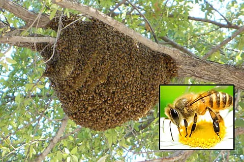Bees