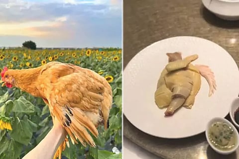 Chicken
