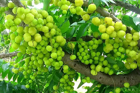 Gooseberry
