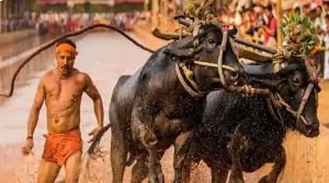 kambala