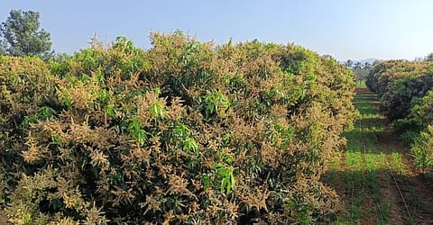 mango flower