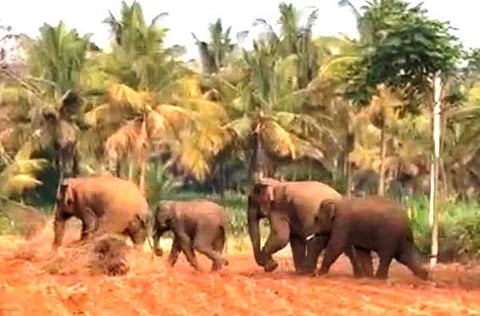 Ane Karyacharane Thenginkal