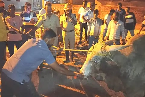 Giant bull protection
