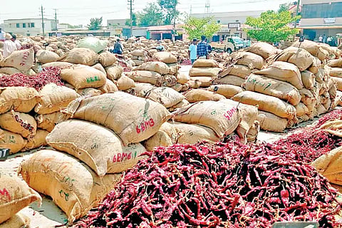 Huge difference in chilli trade.