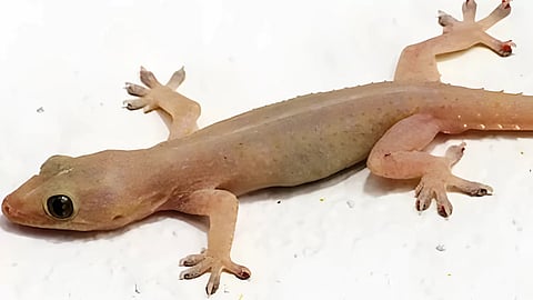 Lizard