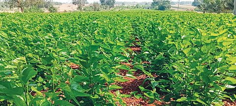 Reshme crop
