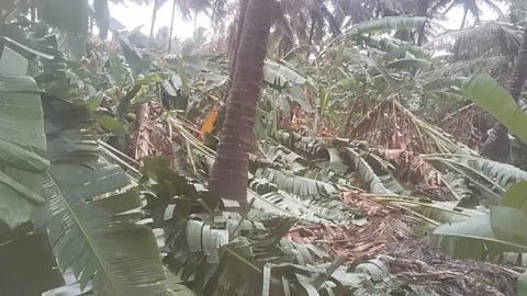 biruru rain