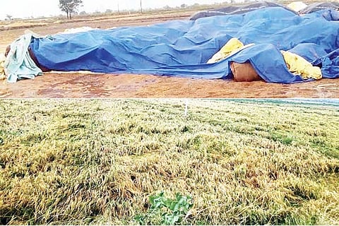 manvi batta crop loss1