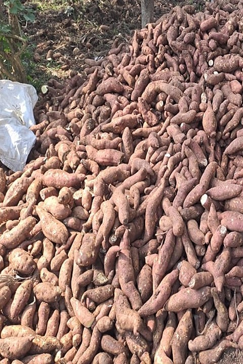 sweet potato