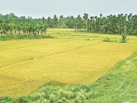 20bdvt1 rice
