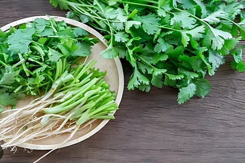 Coriander