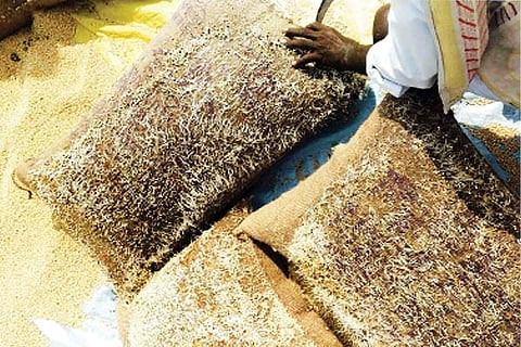 Manvi Rain jawari crop loss