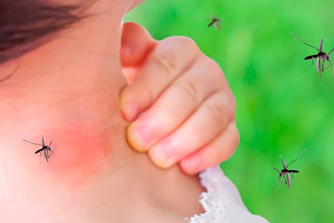 Mosquito