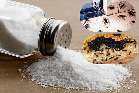 Salt