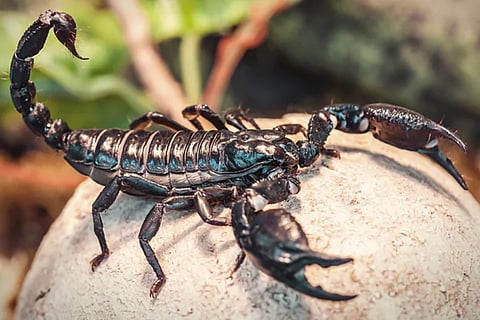 Scorpion