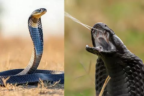 Cobra Snake