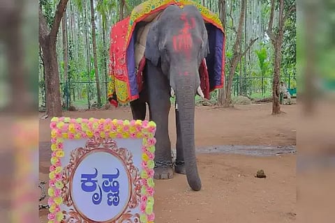 krishna