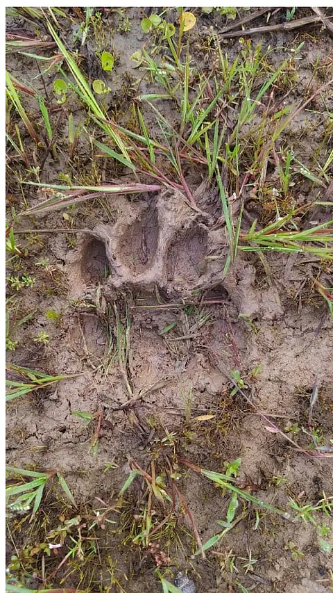 mdg tiger