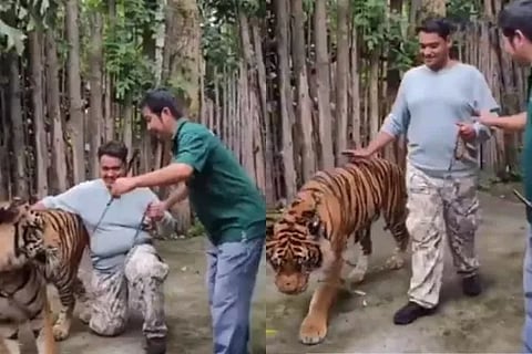 tiger