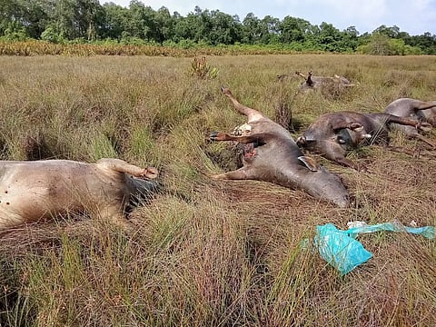 Buffellow death