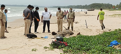 Dolphin death
