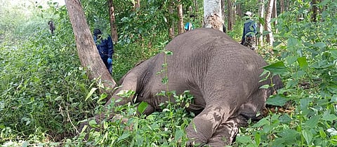 Elephant Death