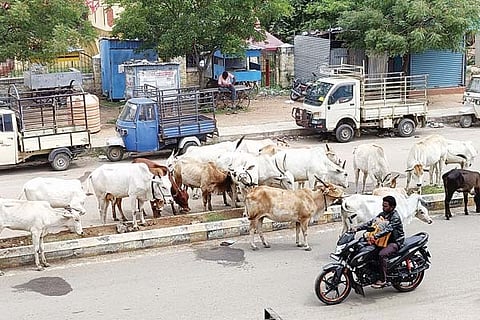 Hatti gold mine stray cattle