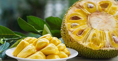 Jackfruit03may2024