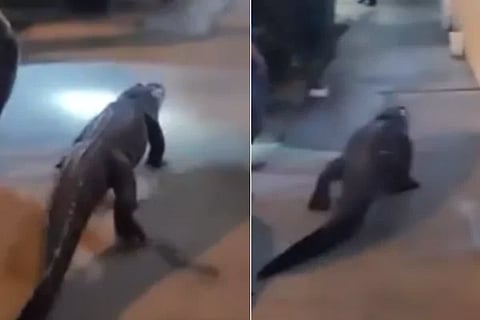 Video Viral