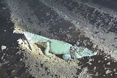 dvd crocodail
