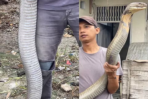 King Cobra
