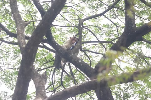 monkey fallen into a tree