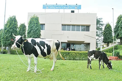 shimul office