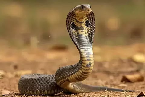 Snakes