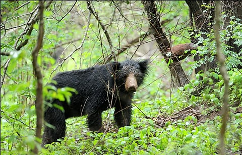 Bear attack