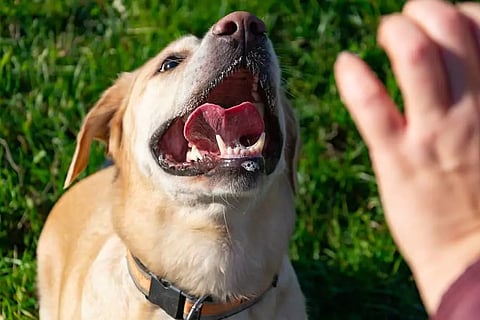 dog-bite